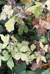 Geum urbanum