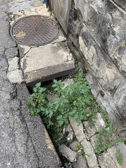 Solanum lycopersicum