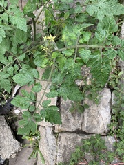 Solanum lycopersicum