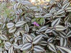 Tradescantia zebrina