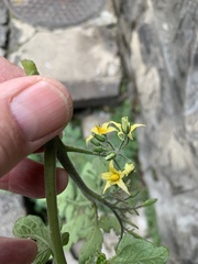 Solanum lycopersicum