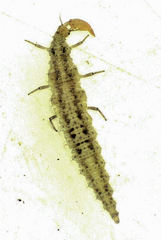 Micromus tasmaniae