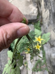 Solanum lycopersicum