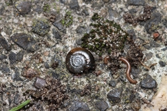 Gastrodontidae