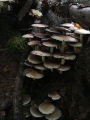 Hypholoma
