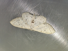 Idaea minuscularia