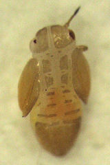 Micromus tasmaniae