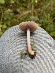 Inocybe lilacina