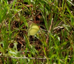Eurema brigitta
