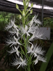 Habenaria trichosantha