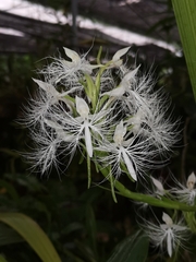 Habenaria trichosantha