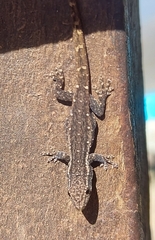 Lygodactylus capensis