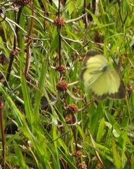 Eurema brigitta