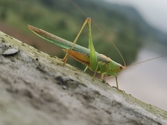 Conocephalus maculatus