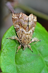 Callopistria exotica