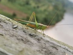 Conocephalus maculatus