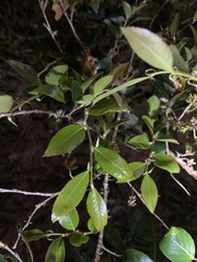 Nothofagus moorei