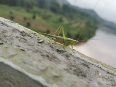 Conocephalus maculatus