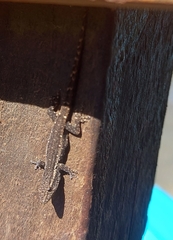 Lygodactylus capensis