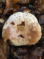 Lactarius pallidus