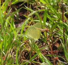 Eurema brigitta