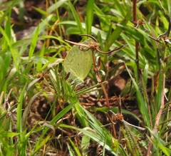 Eurema brigitta