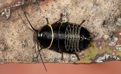 Ellipsidion humerale