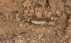Allothereua maculata