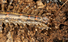 Allothereua maculata