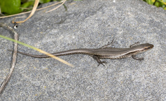 Pseudemoia entrecasteauxii