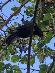 Eudynamys orientalis