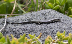 Pseudemoia entrecasteauxii