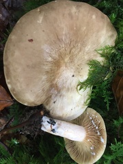 Lactarius pterosporus