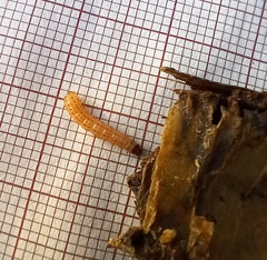 Ectomyelois ceratoniae