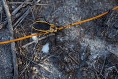 Ectrichodia crux