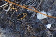 Ectrichodia crux