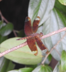 Neurothemis fulvia