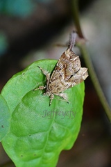 Callopistria exotica