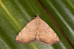 Chrysolarentia mecynata