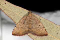 Chrysolarentia mecynata