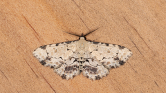 Sandava scitisignata