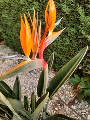 Strelitzia