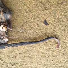 Trichosurus vulpecula