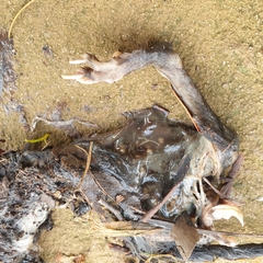 Trichosurus vulpecula