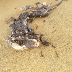 Trichosurus vulpecula