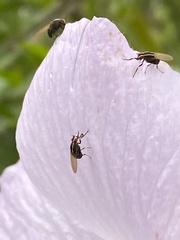 Poecilohetaerus aquilus