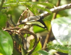 Polyura athamas