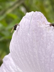 Poecilohetaerus aquilus