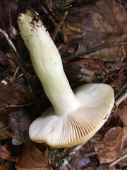Russula fellea