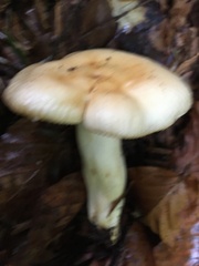Russula fellea